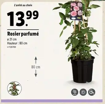 Lidl Rosier parfumé offre