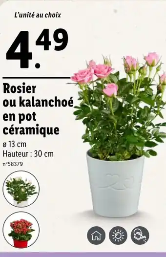 Lidl Rosier ou kalanchoe en pot céramique offre