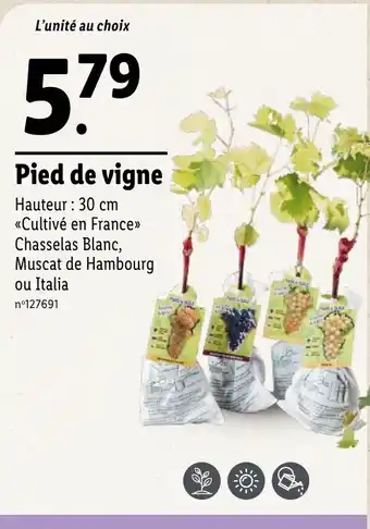 Lidl Pied de vigne offre