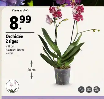 Lidl Orchidée 2 tiges offre