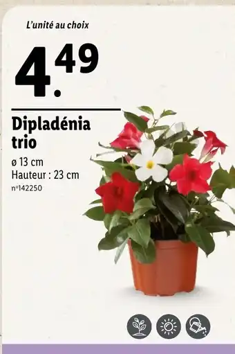 Lidl Dipladénia trio offre