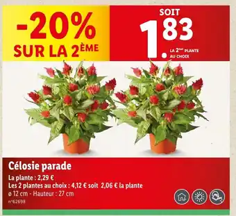 Lidl Célosie parade offre