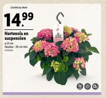 Lidl Hortensia en suspension offre