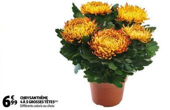 Chrysanthème 4 à 5 grosses têtes