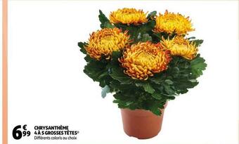 Auchan Chrysanthème 4 à 5 grosses têtes offre