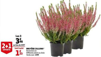 Auchan Bruyère calluna offre