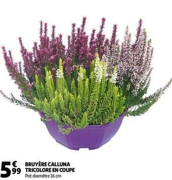 Auchan Bruyère calluna tricolore en coupe offre