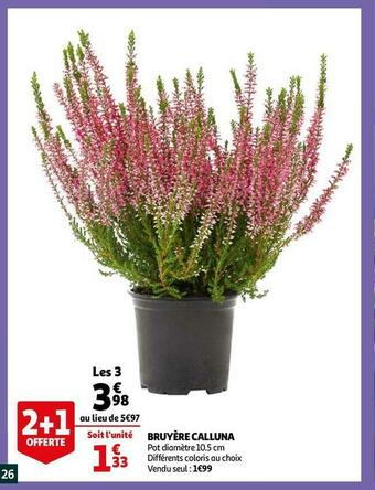 Ruyère calluna