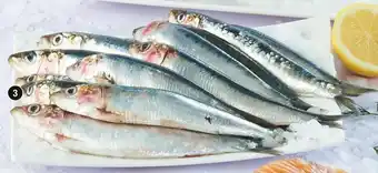 Cora Sardine offre