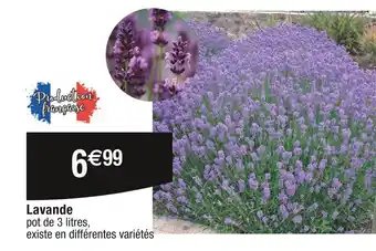 Cora x Carrefour Lavande offre
