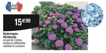 Cora x Carrefour Hortensia Hydrangea offre