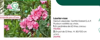 Truffaut Laurier-rose offre