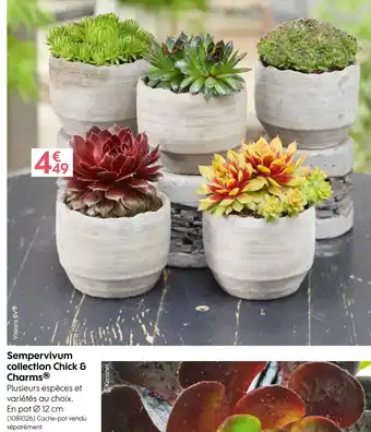 Sempervivum collection Chick & Charms
