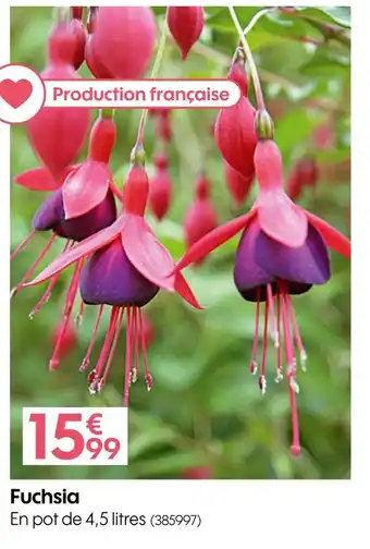 Fuchsia