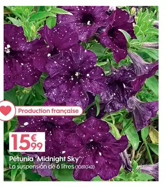 Truffaut Pétunia ‘Midnight Sky’ offre