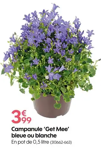 Truffaut Campanule ‘Get Mee’ bleue ou blanche offre