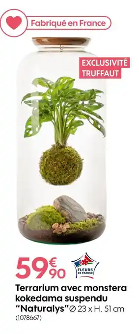 Truffaut Naturalys Terrarium avec monstera kokedama suspendu offre