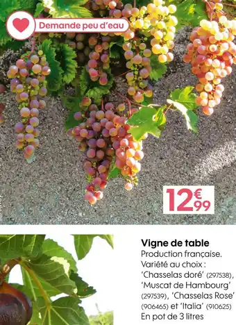 Truffaut Vigne de table offre