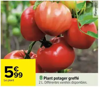 Carrefour Plant potager greffé offre