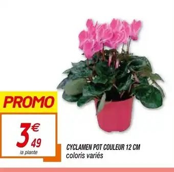 Netto Cyclamen Pot Couleur 12cm offre