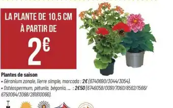 Bricorama Plantes de saison offre