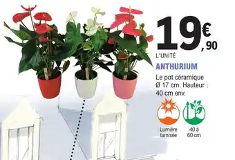 E.Leclerc ANTHURIUM offre