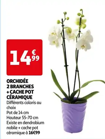 Auchan ORCHIDÉE 2 BRANCHES + CACHE POT CÉRAMIQUE offre