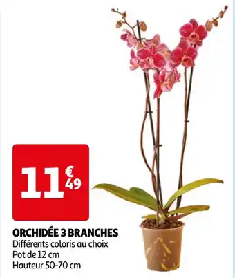 Auchan ORCHIDÉE 3 BRANCHES offre