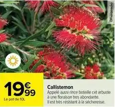Callistemon