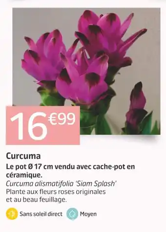 Jardiland Curcuma offre