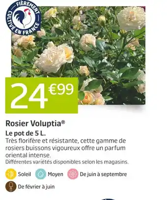 Jardiland Rosier Voluptia offre