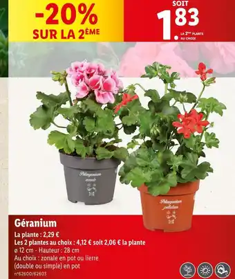 Lidl Géranium offre