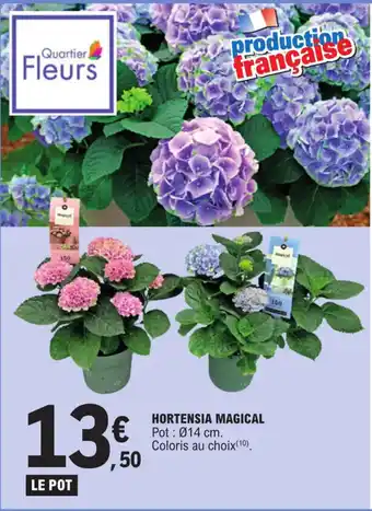 E.Leclerc HORTENSIA MAGICAL offre