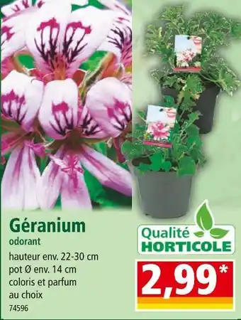 Norma Géranium odorant offre