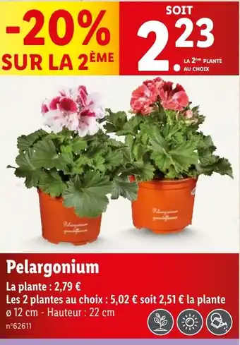 Lidl Pelargonium offre