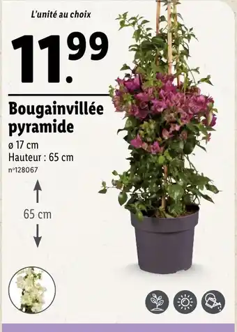 Lidl Bougainvillée pyramide offre