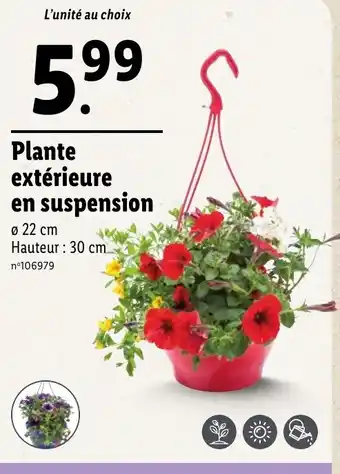 Lidl Plante extérieure en suspension offre