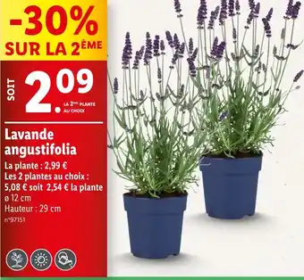 Lidl Lavande angustifolia offre