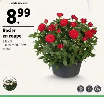 Lidl Rosier en coupe offre