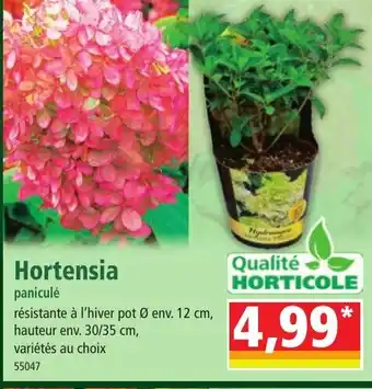 Norma Hortensia offre