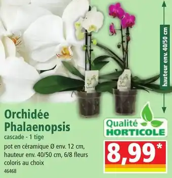 Norma Orchidée Phalaenopsis offre