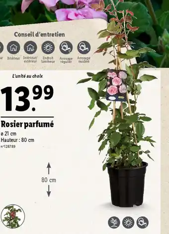 Lidl Rosier parfumé offre