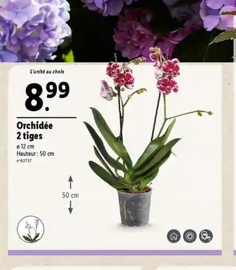 Lidl Orchidée 2 tiges offre
