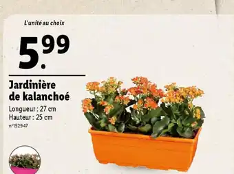 Lidl Jardinière de kalanchoé offre