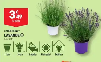 ALDI GARDENLINE® LAVANDE✪ offre