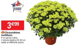 Cora x Carrefour Chrysanthème multifleurs offre