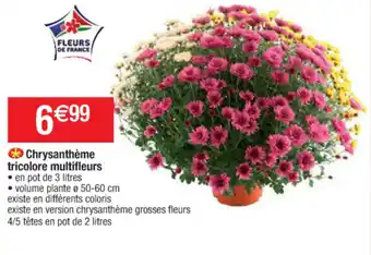 Chrysanthème tricolore multifleurs