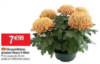 Chrysanthème grosses fleurs 5 têtes