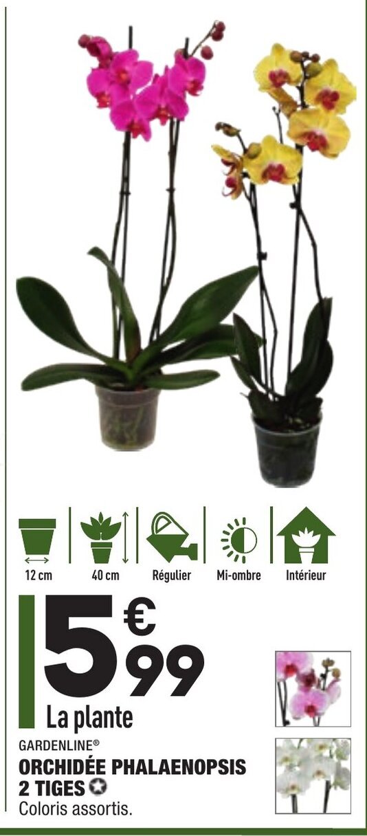 Promo Orchidée Phalaepnosis 2 Tiges chez ALDI