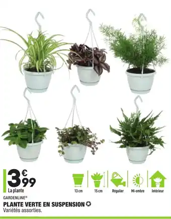ALDI Plante verte en suspension offre